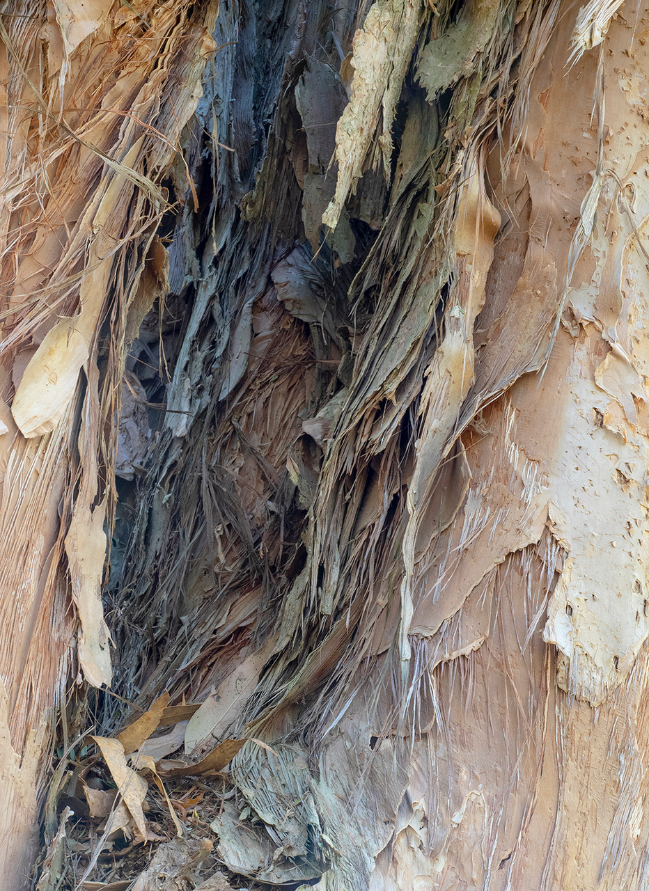 Melaleuca presiiana bark